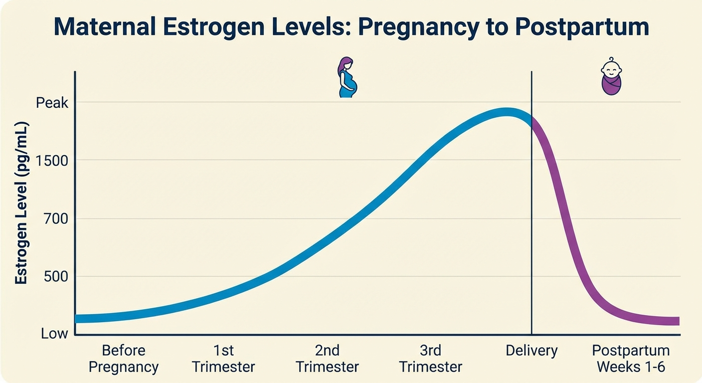 Chart showing estrogen levels rising during pregnancy and dropping sharply after delivery